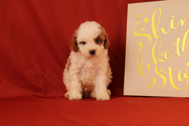 puppy, for, sale, Cavapoo, Matthew B. Stoltzfus, dog, breeder, Gap, PA, dog-breeder, puppy-for-sale, forsale, nearby, find, puppyfind, locator, puppylocator, aca